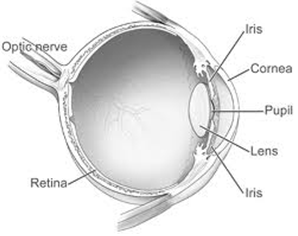 Anatomy of the eye..